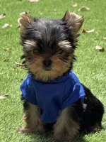Bebe , a male Yorkshire Terrier for sale in Fort Lauderdale, FL – 4 of 8