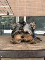 Adonis , a male Yorkshire Terrier for sale in Fort Lauderdale, FL – 6 of 7