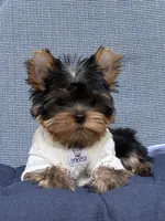 Bebe , a male Yorkshire Terrier for sale in Fort Lauderdale, FL – 4 of 10