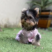 Tiny Vivi, a female Yorkshire Terrier for sale in Fort Lauderdale, FL – Photo 4 of 6