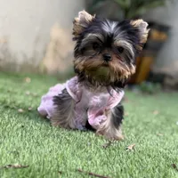 Tiny Vivi, a female Yorkshire Terrier for sale in Fort Lauderdale, FL – Photo 6 of 6