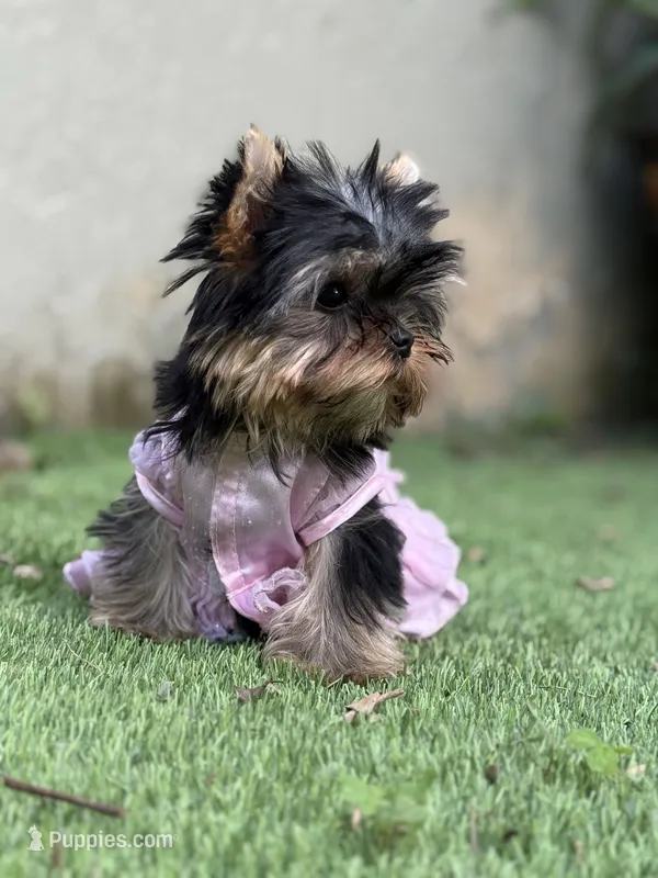 Tiny Vivi – Yorkshire Terrier puppy on hold in Fort Lauderdale, FL