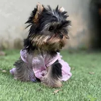 Tiny Vivi, a female Yorkshire Terrier for sale in Fort Lauderdale, FL – Photo 1 of 6
