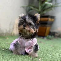 Tiny Vivi, a female Yorkshire Terrier for sale in Fort Lauderdale, FL – Photo 2 of 6