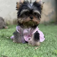 Tiny Vivi, a female Yorkshire Terrier for sale in Fort Lauderdale, FL – Photo 5 of 6
