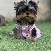 Tiny Vivi, a female Yorkshire Terrier for sale in Fort Lauderdale, FL – Photo 3 of 6