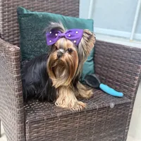 Sopho, a male Yorkshire Terrier for sale in Fort Lauderdale, FL – Photo 7 of 10