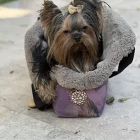 Sopho, a male Yorkshire Terrier for sale in Fort Lauderdale, FL – Photo 2 of 10