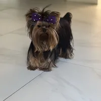 Sopho, a male Yorkshire Terrier for sale in Fort Lauderdale, FL – Photo 5 of 10