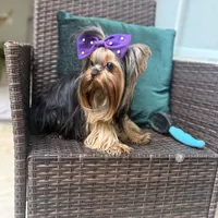 Sopho, a male Yorkshire Terrier for sale in Fort Lauderdale, FL – Photo 9 of 10