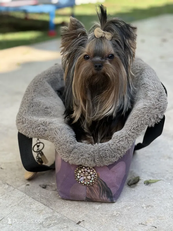 Sopho – Yorkshire Terrier puppy for sale in Fort Lauderdale, FL
