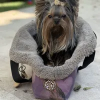 Sopho, a male Yorkshire Terrier for sale in Fort Lauderdale, FL – Photo 1 of 10