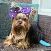 Sopho, a male Yorkshire Terrier for sale in Fort Lauderdale, FL – Photo 4 of 10