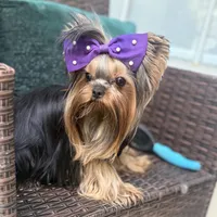 Sopho, a male Yorkshire Terrier for sale in Fort Lauderdale, FL – Photo 6 of 10