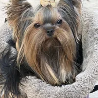 Sopho, a male Yorkshire Terrier for sale in Fort Lauderdale, FL – Photo 3 of 10