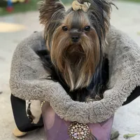 Sopho, a male Yorkshire Terrier for sale in Fort Lauderdale, FL – Photo 10 of 10