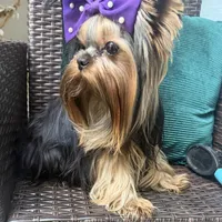 Sopho, a male Yorkshire Terrier for sale in Fort Lauderdale, FL – Photo 8 of 10