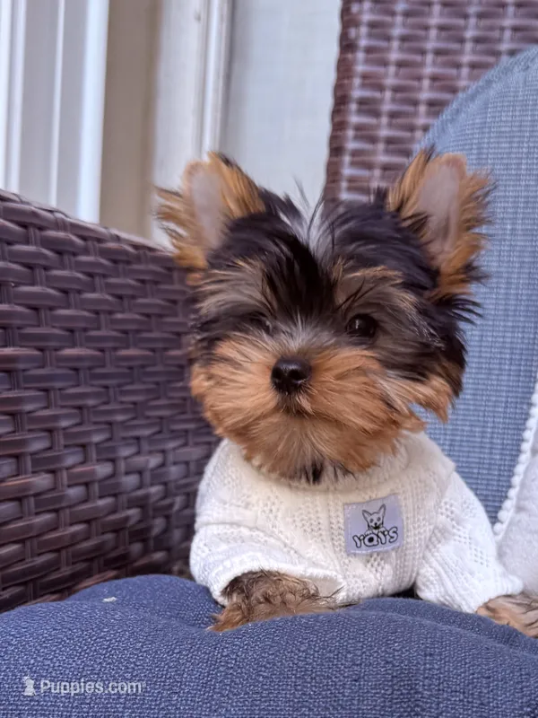 Bebe  – Yorkshire Terrier puppy for sale in Fort Lauderdale, FL