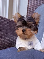 Bebe , a male Yorkshire Terrier for sale in Fort Lauderdale, FL – 1 of 10