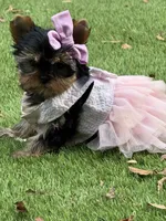 Adana , a female Yorkshire Terrier for sale in Fort Lauderdale, FL – 9 of 10