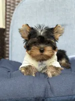 Bebe , a male Yorkshire Terrier for sale in Fort Lauderdale, FL – 2 of 10