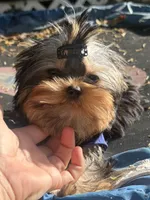 Adonis , a male Yorkshire Terrier for sale in Fort Lauderdale, FL – 3 of 7