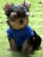 Bebe , a male Yorkshire Terrier for sale in Fort Lauderdale, FL – 2 of 8