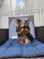 Chifito , a male Yorkshire Terrier for sale in Fort Lauderdale, FL – 7 of 10