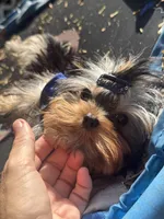 Adonis , a male Yorkshire Terrier for sale in Fort Lauderdale, FL – 7 of 7