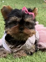 Adana , a female Yorkshire Terrier for sale in Fort Lauderdale, FL – 6 of 10