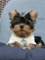 Bebe , a male Yorkshire Terrier for sale in Fort Lauderdale, FL – 10 of 10