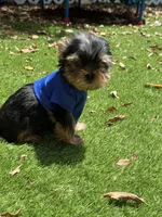 Bebe , a male Yorkshire Terrier for sale in Fort Lauderdale, FL – 7 of 8