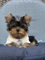 Bebe , a male Yorkshire Terrier for sale in Fort Lauderdale, FL – 7 of 10