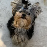 Chinito, a male Yorkshire Terrier for sale in Fort Lauderdale, FL – Photo 5 of 9