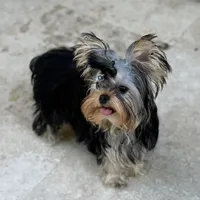 Chinito, a male Yorkshire Terrier for sale in Fort Lauderdale, FL – Photo 8 of 9