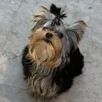 Chinito, a male Yorkshire Terrier for sale in Fort Lauderdale, FL – Photo 4 of 9