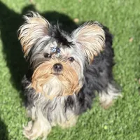 Chinito, a male Yorkshire Terrier for sale in Fort Lauderdale, FL – Photo 6 of 9