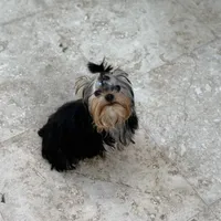 Chinito, a male Yorkshire Terrier for sale in Fort Lauderdale, FL – Photo 9 of 9