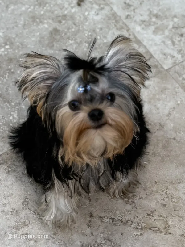 Chinito – Yorkshire Terrier puppy for sale in Fort Lauderdale, FL