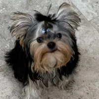 Chinito, a male Yorkshire Terrier for sale in Fort Lauderdale, FL – Photo 1 of 9