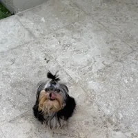 Chinito, a male Yorkshire Terrier for sale in Fort Lauderdale, FL – Photo 3 of 9