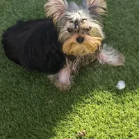 Chinito, a male Yorkshire Terrier for sale in Fort Lauderdale, FL – Photo 7 of 9