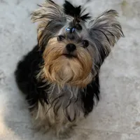 Chinito, a male Yorkshire Terrier for sale in Fort Lauderdale, FL – Photo 2 of 9