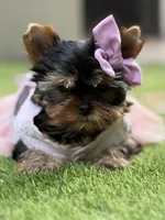 Adana , a female Yorkshire Terrier for sale in Fort Lauderdale, FL – 3 of 10