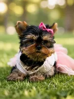 Adana , a female Yorkshire Terrier for sale in Fort Lauderdale, FL – 4 of 10