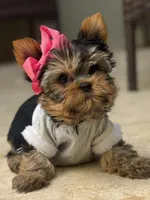 Sofi, a female Yorkshire Terrier for sale in Fort Lauderdale, FL – Photo 3 of 8