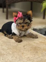 Sofi, a female Yorkshire Terrier for sale in Fort Lauderdale, FL – Photo 5 of 8