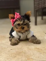 Sofi, a female Yorkshire Terrier for sale in Fort Lauderdale, FL – Photo 4 of 8