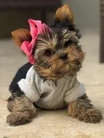 Sofi, a female Yorkshire Terrier for sale in Fort Lauderdale, FL – Photo 2 of 8