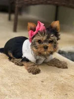 Sofi, a female Yorkshire Terrier for sale in Fort Lauderdale, FL – Photo 7 of 8